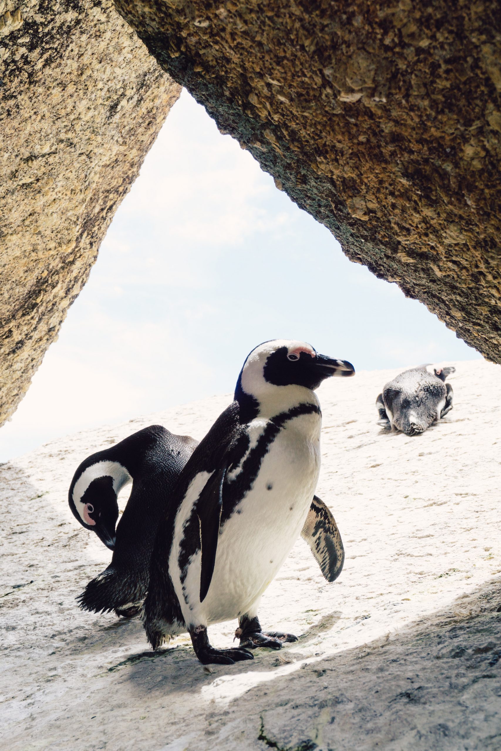Penguins Cape Town