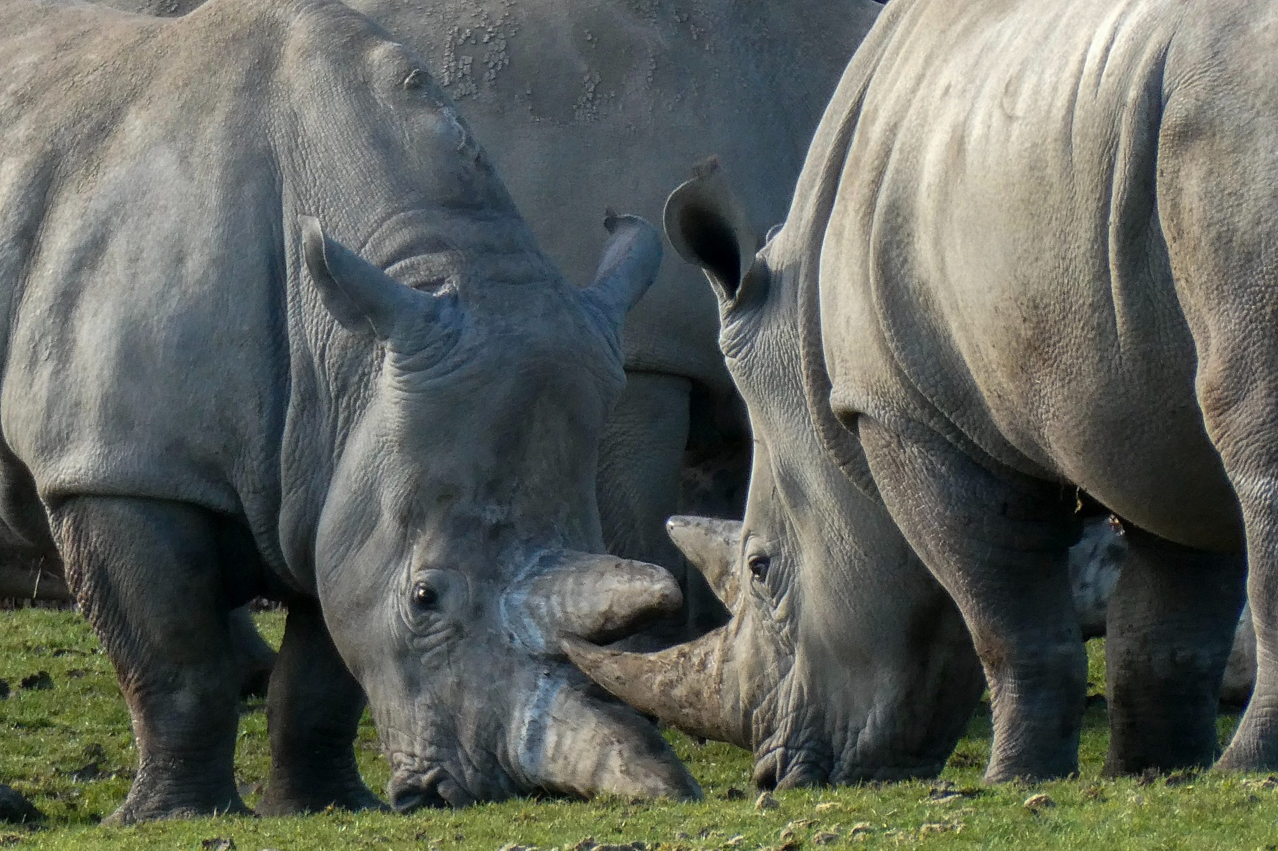 Rhinos at Ziwa- Murchison Falls National Park safari