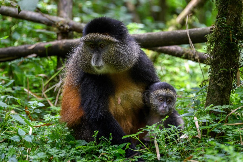 Golden Monkey in Mgahinga National Park