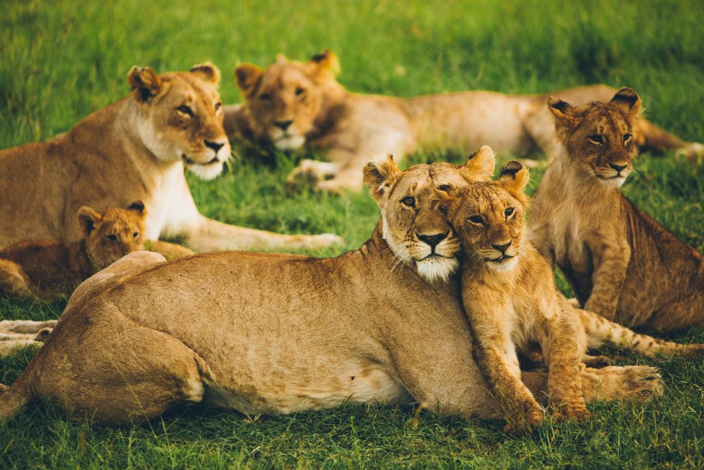 Tracking Lions in Uganda