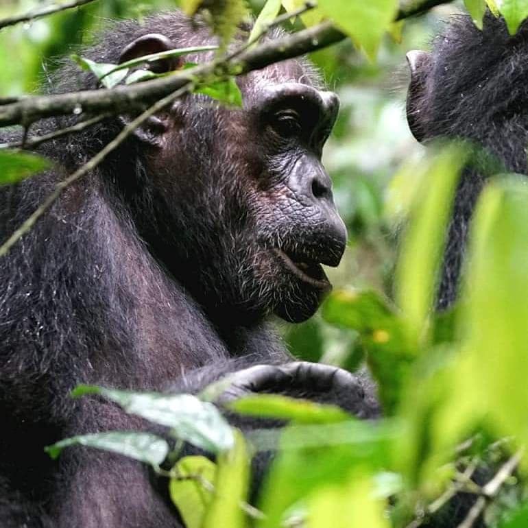 Chimpanzee- Kibale Forest. Explore Uganda