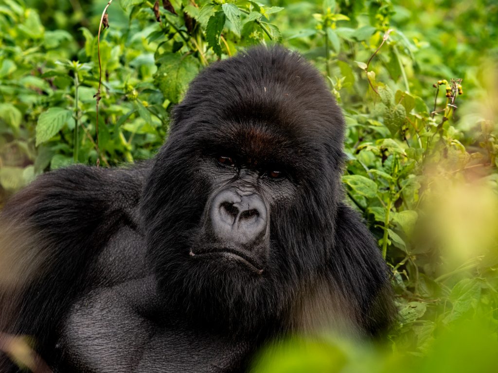 Mountain Gorilla- Explore Uganda